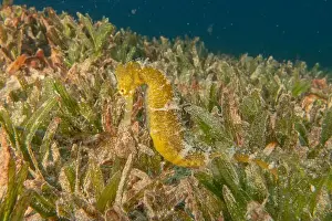 Aquatic Animal Prints: Sea Horse in the Red Sea Colorful and beautiful, Eilat Israel