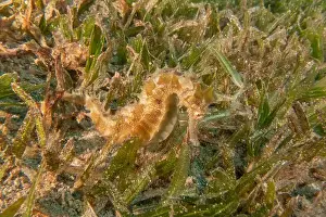 Aquatic Animal Prints: Sea Horse in the Red Sea Colorful and beautiful, Eilat Israel