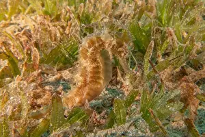 Aquatic Animal Prints: Sea Horse in the Red Sea Colorful and beautiful, Eilat Israel