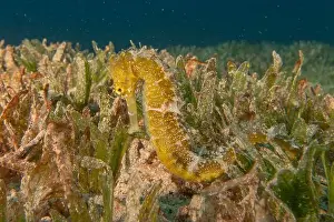 Aquatic Animal Prints: Sea Horse in the Red Sea Colorful and beautiful, Eilat Israel