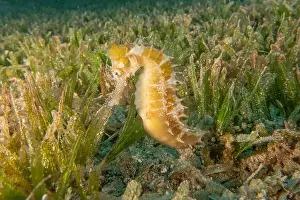 Seahorses Prints: Sea Horse in the Red Sea Colorful and beautiful, Eilat Israel