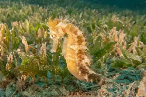 Seahorses Prints: Sea Horse in the Red Sea Colorful and beautiful, Eilat Israel