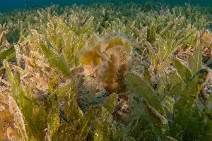 Seahorse Prints: Sea Horse in the Red Sea Colorful and beautiful, Eilat Israel