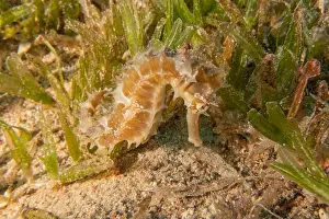 Seahorse Prints: Sea Horse in the Red Sea Colorful and beautiful, Eilat Israel