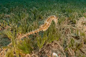 Seahorse Prints: Sea Horse in the Red Sea Colorful and beautiful, Eilat Israel