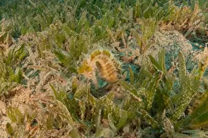 Seahorse Prints: Sea Horse in the Red Sea Colorful and beautiful, Eilat Israel