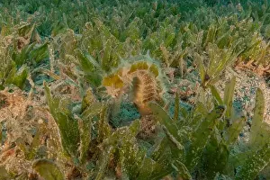 Seahorse Prints: Sea Horse in the Red Sea Colorful and beautiful, Eilat Israel