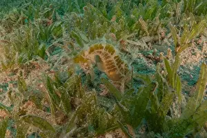Seahorse Prints: Sea Horse in the Red Sea Colorful and beautiful, Eilat Israel