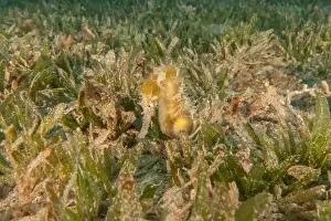Seahorse Prints: Sea Horse in the Red Sea Colorful and beautiful, Eilat Israel