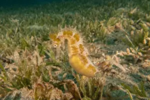 Seahorse Prints: Sea Horse in the Red Sea Colorful and beautiful, Eilat Israel