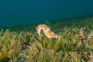 Seahorse Prints: Sea Horse in the Red Sea Colorful and beautiful, Eilat Israel