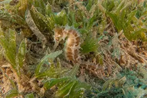 Seahorse Prints: Sea Horse in the Red Sea Colorful and beautiful, Eilat Israel