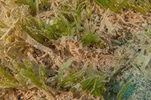 Seahorse Prints: Sea Horse in the Red Sea Colorful and beautiful, Eilat Israel