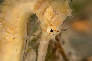 Seahorse Prints: Sea Horse in the Red Sea Colorful and beautiful, Eilat Israel