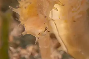 Seahorse Prints: Sea Horse in the Red Sea Colorful and beautiful, Eilat Israel