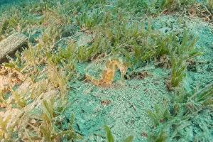 Seahorse Prints: Sea Horse in the Red Sea Colorful and beautiful, Eilat Israel