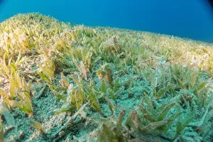 Seahorse Prints: Sea Horse in the Red Sea Colorful and beautiful, Eilat Israel