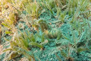 Seahorse Prints: Sea Horse in the Red Sea Colorful and beautiful, Eilat Israel