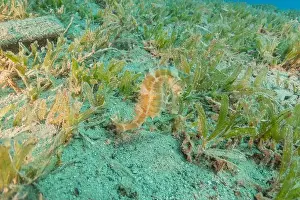 Seahorse Prints: Sea Horse in the Red Sea Colorful and beautiful, Eilat Israel