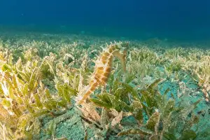 Seahorse Prints: Sea Horse in the Red Sea Colorful and beautiful, Eilat Israel