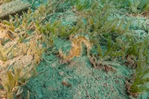 Seahorse Prints: Sea Horse in the Red Sea Colorful and beautiful, Eilat Israel