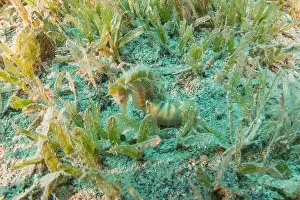 Seahorse Prints: Sea Horse in the Red Sea Colorful and beautiful, Eilat Israel