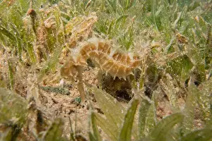 Sea Horse in the Red Sea Colorful and beautiful, Eilat Israel