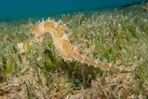 Seahorse Prints: Sea Horse in the Red Sea Colorful and beautiful, Eilat Israel