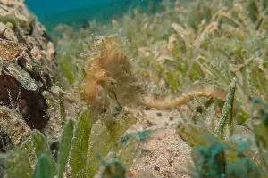 Seahorse Prints: Sea Horse in the Red Sea Colorful and beautiful, Eilat Israel