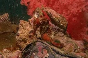 Green Island Prints: Sea Horse in the Sea of the Philippines