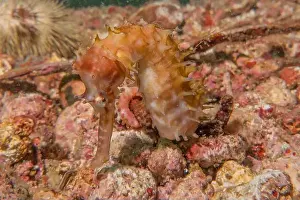 Green Island Prints: Sea Horse in the Sea of the Philippines