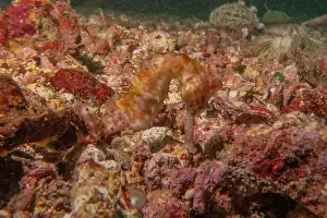 Green Island Prints: Sea Horse in the Sea of the Philippines
