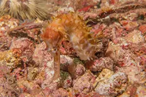 Green Island Prints: Sea Horse in the Sea of the Philippines