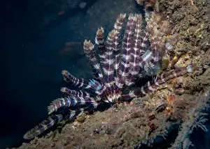 Thickets Prints: Sea lily on the wreck of a sunken ship at the bottom of the Gulf of Oman in Fujairah
