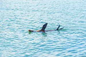 Oceanside Prints: Sea lion swimming gracefully in the clear waters of Oceanside