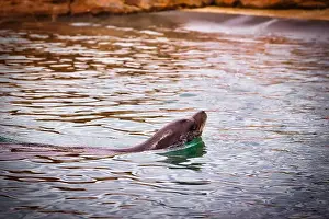 Swimmer Prints: A sea lion swimming in a pool with rippling water and rocky edges