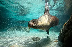 Sea Lions Prints: Sea lion underwater San Cristobal Island