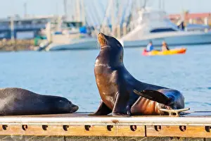 Oceanside Prints: Two sea lions basking in the sun on a dock