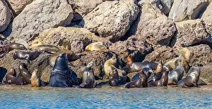 Sea Lion Prints: Sea Lions in the Channel Islands Harbor, California