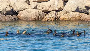 Sea Lion Prints: Sea Lions in the Channel Islands Harbor, California