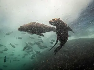 Underwater Photography Prints: Sea lions during a dive in Simon's town, cape town, south africa