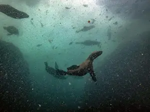Underwater Photography Prints: Sea lions during a dive in Simon's town, cape town, south africa