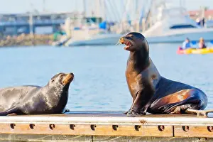 Oceanside Prints: Two sea lions on a dock in Oceanside