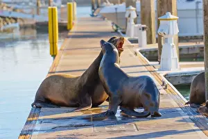 Oceanside Prints: Two sea lions engaging in playful behavior on a dock by the marina