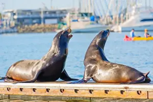 Oceanside Prints: Two sea lions enjoying the sun on a dock in Oceanside