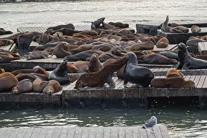 Sea Lion Prints: Two sea lions are fighting in a group of sea lions on a pier in San Francisco