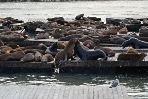 Sea Lion Prints: Sea lions fighting for position on the pier in San Francisco, California, USA