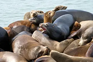 Sea Lions Prints: Sea Lions hauling out on boat docks in San Francisco