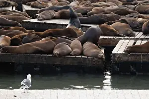 Sea Lion Prints: Sea lions napping on the San Francisco Pier, USA