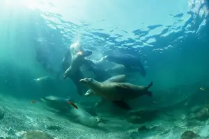 Sea Lion Prints: Sea lions underwater